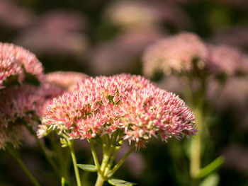 Close-up of pink flowers blooming in garden