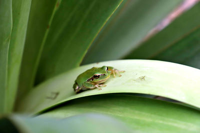 Close-up of frog on leaf