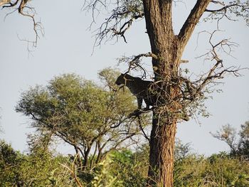 Low angle view of tree on plant against sky