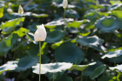 Close-up of white flower