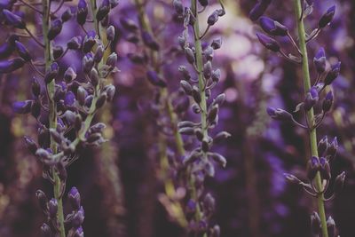 Close-up of purple flowering plants