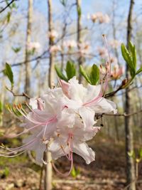 Close-up of white cherry blossoms in spring