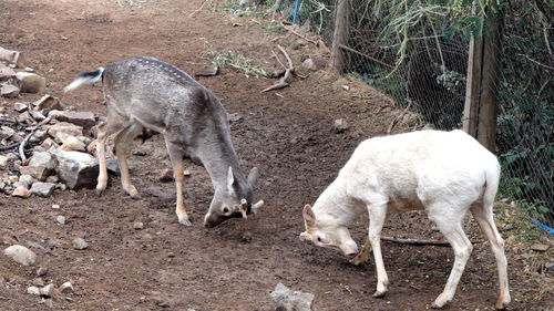 Sheep on field