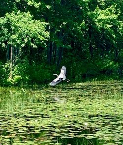 Bird in a lake