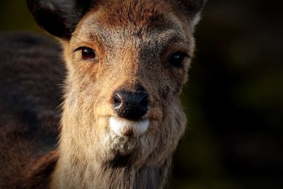 Close-up portrait of lion