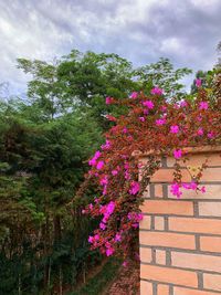 Pink flowering tree by building against sky