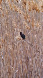 Close-up of bird