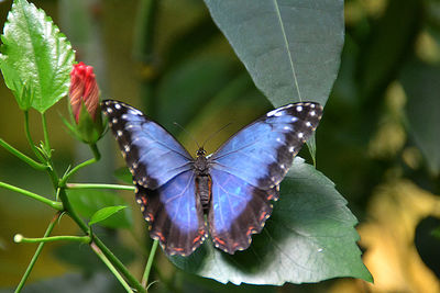 Close-up of butterfly on flower