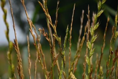 Close-up of plant