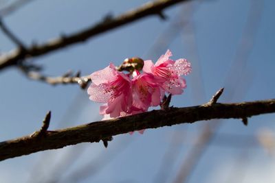 Low angle view of pink flower tree against sky