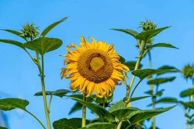 Close-up of sunflower against blue sky