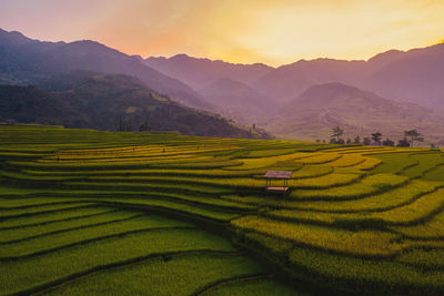 Scenic view of agricultural field against sky during sunset