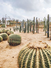 Cactus growing on field against sky