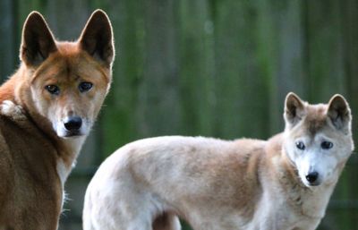 Portrait of two new guinea singing dogs