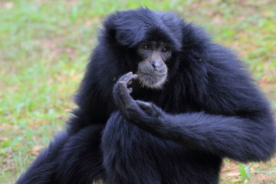 Close-up of monkey looking away