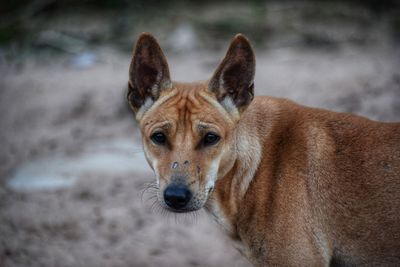 Portrait of dog on field