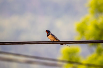 Low angle view of bird perching on cable against sky