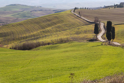 Scenic view of agricultural field