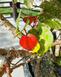 Close-up of leaves on tree