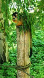 Portrait of squirrel on tree