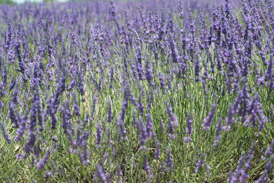 Close-up of purple lavender flowers in field