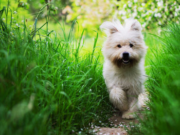 Close-up of dog on grass