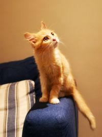 Cat sitting on sofa at home