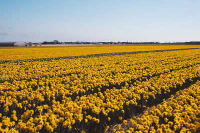 Scenic view of yellow flower field against sky