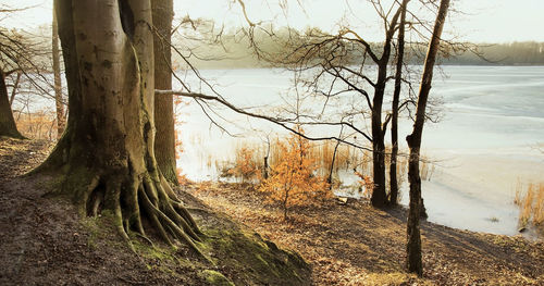 Scenic view of bare trees in forest