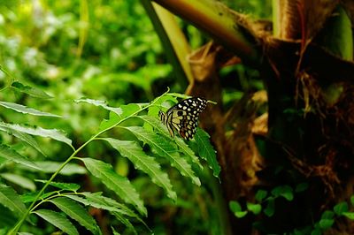 Close-up of butterfly on plant