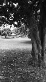 Trees on landscape