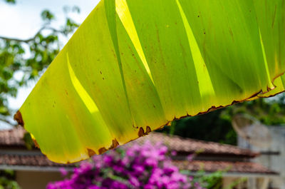 Close-up of insect on plant
