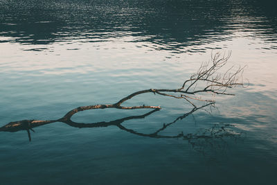 High angle view of driftwood in lake