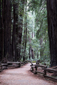 Pine trees in forest against sky