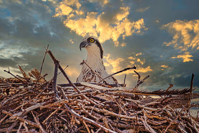 Close-up of bird in nest