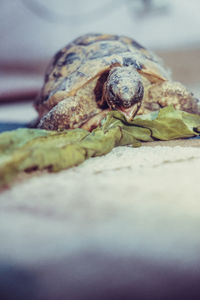 Close-up portrait of turtle in water