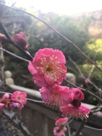 Close-up of pink flowers blooming on tree