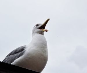 Low angle view of seagull against clear sky