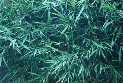 Close-up of green leaves