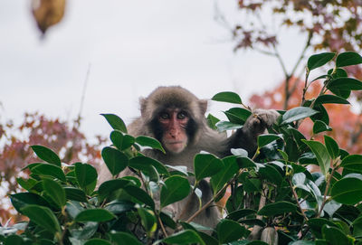 Portrait of monkey on tree against sky