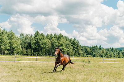 Horse in a field