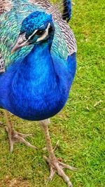 Peacock on field