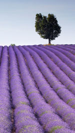 Scenic view of lavender field against sky