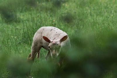 View of an animal on grass