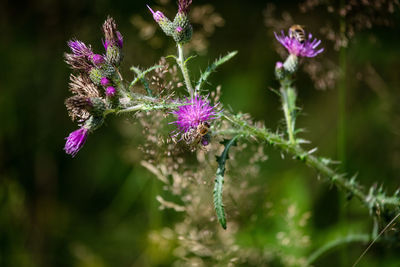Close-up of purple flowering plant