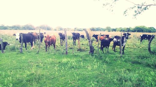 Cows grazing on field against clear sky