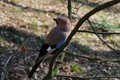 Bird perching on tree