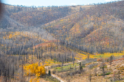 Trees in forest