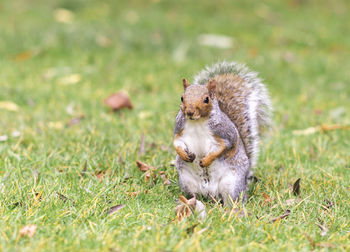 View of squirrel on grass