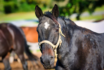 Close-up of a horse on field